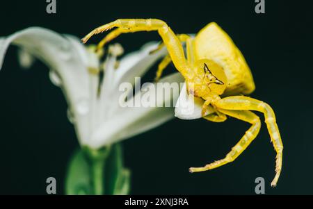 Une araignée crabe jaune assise sur une fleur blanche. Banque D'Images