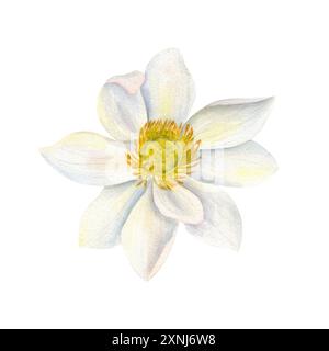 Fleur de Lotus blanc avec centre jaune. Nénuphar asiatique. Vue de dessus de la plante aquatique. Délicat Lotus sacré. Tête de fleur à plusieurs pétales. Banque D'Images