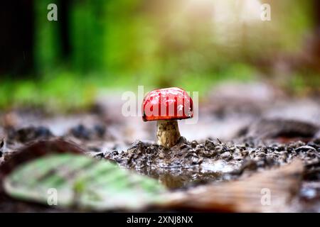 Champignon rouge avec tige blanche poussant dans les bois. (Les champignons dans l'image peuvent être mangés) Banque D'Images