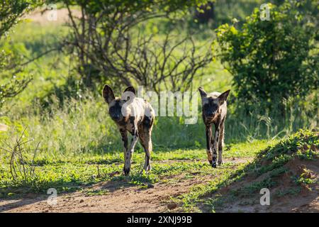 Une paire de chiens sauvages africains dans le parc national du Zambèze inférieur, Zambie. Banque D'Images