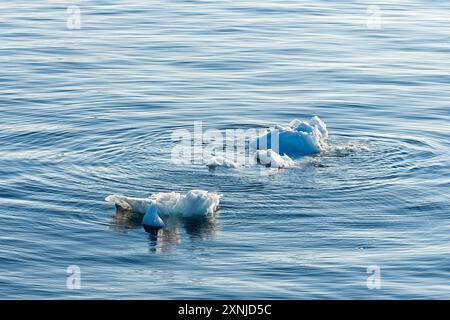 Ambiance du soir avec deux petits morceaux d'iceberg flottant dans la baie de Disko. Qeqertarsuup Tunua, baie de Baffin, Groenland, Danemark, Banque D'Images