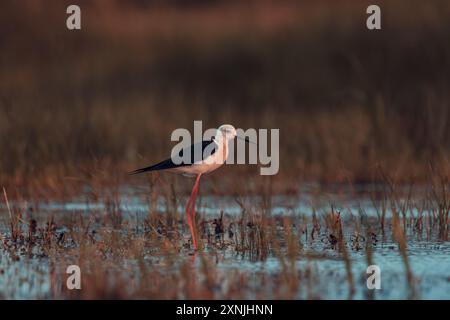 Un pilotis aux ailes noires au lever du soleil. Banque D'Images