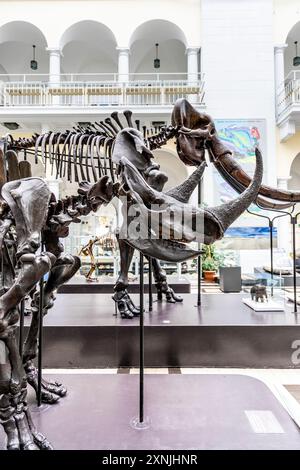 Squelettes de spéciens éteints de rhinocéros laineux et de mammouth Wolly, Musée géologique, Varsovie, Pologne Banque D'Images