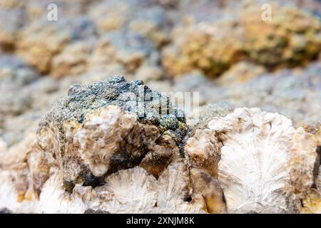 Marcasite sur spécimen minéral de baryte, Musée géologique, Varsovie, Pologne Banque D'Images