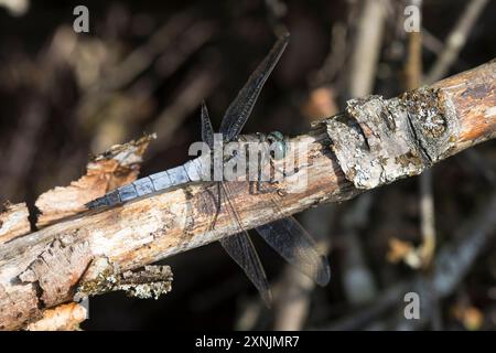 Großer Blaupfeil, Grosser Blaupfeil, Männchen, Schwarzspitzen-Blaupfeil, Blaupfeil, Orthetrum cancellatum, écumeur à queue noire, mâle, Orthétrum rétic Banque D'Images