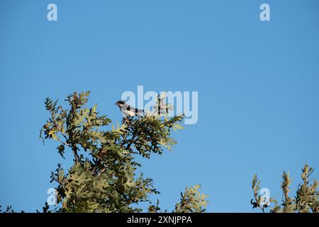 Orfeil européen assis sur une branche d'arbre Banque D'Images