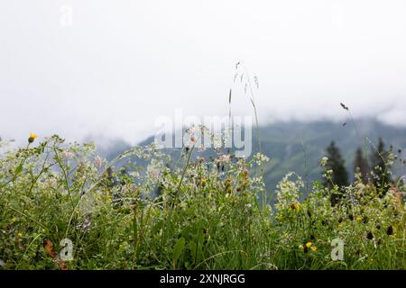 Paysage de montagne avec des plantes sauvages et des gouttelettes de rosée à l'Arena tectonique Sardona près d'Elm, Suisse Banque D'Images