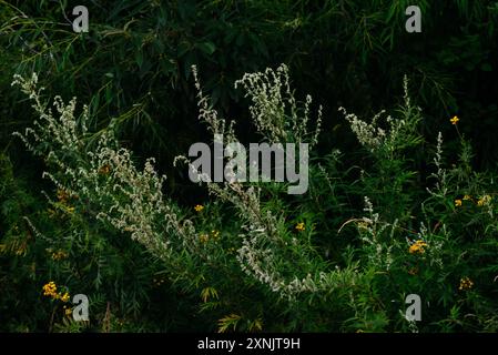 Fleurs et herbes dans les champs au petit matin Banque D'Images