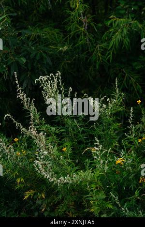 Fleurs et herbes dans les champs au petit matin Banque D'Images