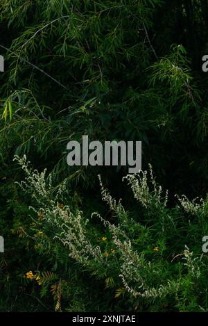Fleurs et herbes dans les champs au petit matin Banque D'Images
