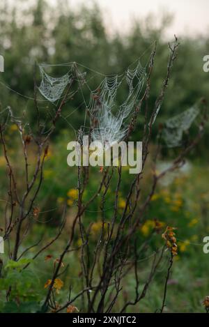 Toiles d'araignée sur les branches de rose musquée dans le champ tôt le matin Banque D'Images