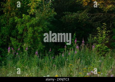 Fleurs et herbes dans les champs au petit matin Banque D'Images