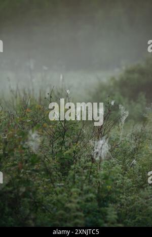 Toiles d'araignée sur les branches de rose musquée dans le champ tôt le matin Banque D'Images