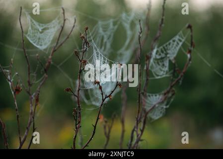 Toiles d'araignée sur les branches de rose musquée dans le champ tôt le matin Banque D'Images