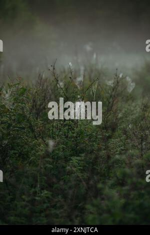 Toiles d'araignée sur les branches de rose musquée dans le champ tôt le matin Banque D'Images
