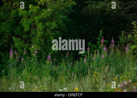 Fleurs et herbes dans les champs au petit matin Banque D'Images