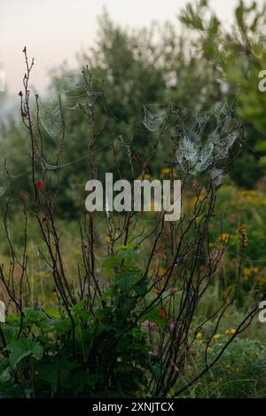 Toiles d'araignée sur les branches de rose musquée dans le champ tôt le matin Banque D'Images