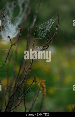 Toiles d'araignée sur les branches de rose musquée dans le champ tôt le matin Banque D'Images