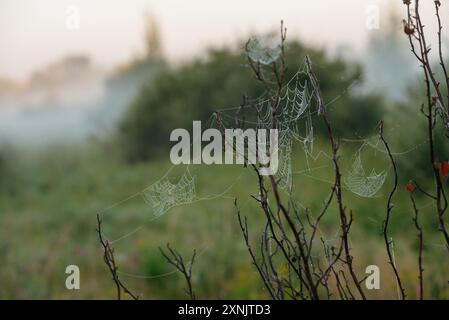 Toiles d'araignée sur les branches de rose musquée dans le champ tôt le matin Banque D'Images