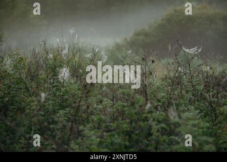 Toiles d'araignée sur les branches de rose musquée dans le champ tôt le matin Banque D'Images
