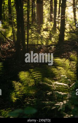 Prêle dans une forêt sombre creux à la lumière de l'aube Banque D'Images