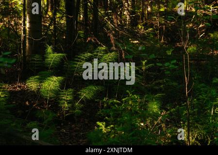 Prêle dans une forêt sombre creux à la lumière de l'aube Banque D'Images