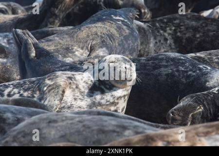 Phoque gris individuel dormant parmi les corps d'une nacelle très serrée sur la plage de Horsey Gap, Norfolk, Royaume-Uni, mai Banque D'Images