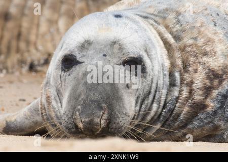 Phoque gris, Halichoerus grypus, gros plan du visage ridé, sur la plage à mue, Norfolk. Horsey Gap, Royaume-Uni, mai Banque D'Images