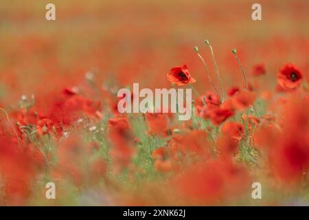 Les coquelicots fleurissent sous le soleil d'été, avec une mise au point sélective Banque D'Images