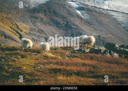 Troupeau de moutons islandais errant librement sur une montagne, pâturant l'herbe Banque D'Images