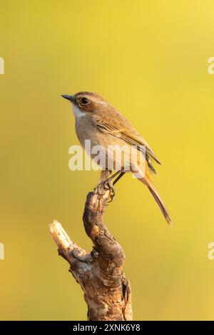 Femelle de Bushchat gris perching sur une perche regardant dans une distance Banque D'Images