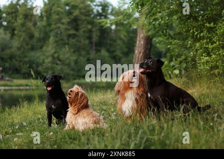 Un pack de deux terriers Patterdale et deux chiens de la havane. Banque D'Images
