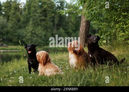 Un pack de deux terriers Patterdale et deux chiens de la havane. Banque D'Images