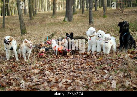 Un pack de 13 chiens sympathiques posant ensemble dans la forêt d'automne. Banque D'Images