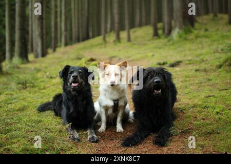 Un pack de trois chiens amicaux adoptés posant ensemble à la forêt. Banque D'Images