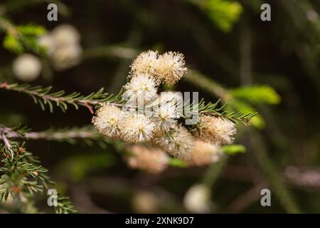 Melaleuca ericifolia (écorce de papier des marais) fleurit sur l'arbre au printemps. Myrtaceae Australia Melaleuca ou l'arbre à thé australien est l'un des plus précieux Banque D'Images