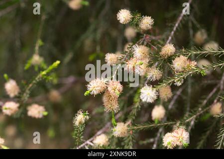 Melaleuca ericifolia (écorce de papier des marais) fleurit sur l'arbre au printemps Arboretum Park cultures du sud à Sirius (Adler) Sotchi. Arbre à écorce de papier (arbre à thé) f Banque D'Images