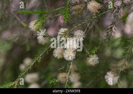 Melaleuca ericifolia (écorce de papier des marais) fleurit sur l'arbre au printemps Arboretum Park cultures du sud à Sirius (Adler) Sotchi. Arbre à écorce de papier (arbre à thé) f Banque D'Images