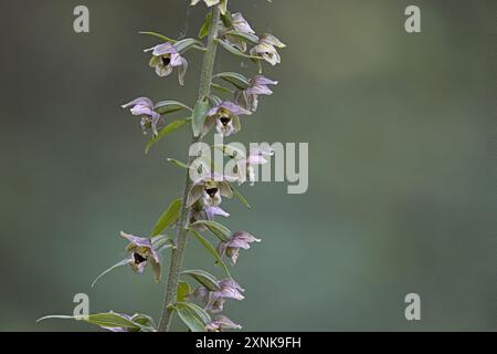 Helleborine (Epipactis helleborine) Lincolnshire juillet 2024 empilé Banque D'Images