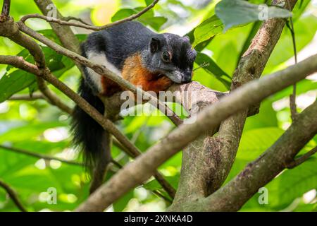 Écureuil de Prevost - Callosciurus prevostii, beau grand écureuil coloré des forêts et des bois d'Asie du Sud-est, Bornéo. Banque D'Images