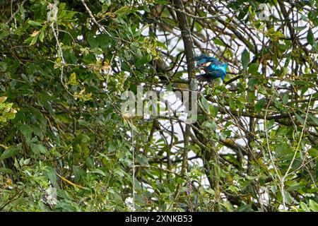 L'insaisissable et rapide Kingfisher Alcedo Atthis. Habituellement juste une strie bleue quand il s'envole devant. Petit oiseau en vol 01 Banque D'Images