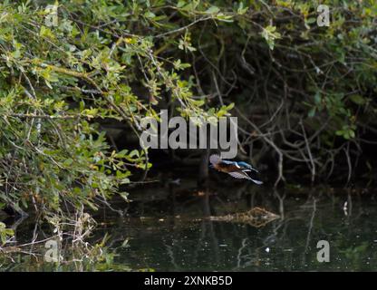 L'insaisissable et rapide Kingfisher Alcedo Atthis. Habituellement juste une strie bleue quand il s'envole devant. Petit oiseau en vol 02 Banque D'Images