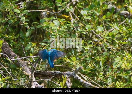 L'insaisissable et rapide Kingfisher Alcedo Atthis. Habituellement juste une strie bleue quand il s'envole devant. Petit oiseau débarquant sur une branche 1 Banque D'Images