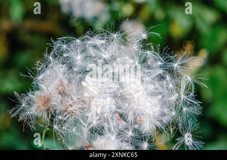 Fleurs de gousses de graines de chardon dans les prairies. Dispersion des graines par le vent. Ensemencement de plantes dans la nature Banque D'Images