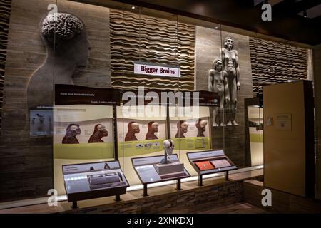 Musée national d'histoire naturelle Smithsonian exposition de plus grands cerveaux Washington DC | WASHINGTON D.C., États-Unis — des répliques de crâne et des figures d'hominidés sculptées retracent la croissance du cerveau humain dans l'exposition « plus grands cerveaux » au musée national d'histoire naturelle Smithsonian. Faisant partie du David H. Koch Hall of Human Origins, l'exposition retrace la capacité crânienne des premiers hominins à l'Homo sapiens sur environ six millions d'années. Les stations interactives permettent aux visiteurs de comparer côte à côte les moules cérébraux humains et chimpanzés. Banque D'Images