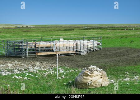 Tonte de moutons sur la péninsule Eiderstedt, mer du Nord, Frise du Nord, Allemagne Banque D'Images