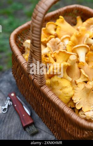 Panier en osier rempli de chanterelles sur une souche de bois avec un couteau à champignons. Cueillette de champignons en forêt Banque D'Images