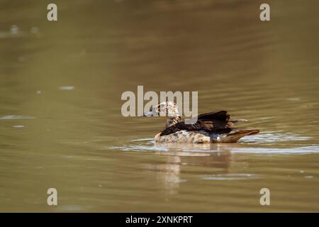 Canard à dos blanc nageant dans un lac du parc national Kruger, Afrique du Sud ; espèce Thalassornis leuconotus famille des Anatidae Banque D'Images