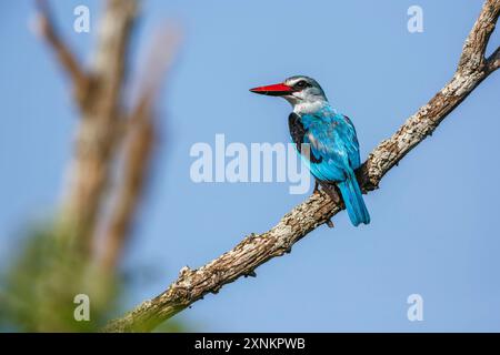 kingfisher des bois debout sur une branche vue arrière isolé dans le ciel bleu dans le parc national Kruger, Afrique du Sud ; espèce Halcyon senegalensis famille de Banque D'Images