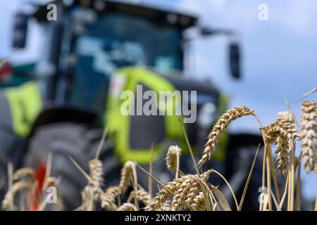 PRODUCTION - 01 août 2024, Saxe-Anhalt, Hötensleben : les épis de blé se dressent au bord d'un champ de la ferme Komp-Scheibe. Un tracteur peut être vu derrière eux. Les employés agricoles récoltent actuellement du blé. Photo : Klaus-Dietmar Gabbert/dpa crédit : dpa Picture alliance/Alamy Live News Banque D'Images